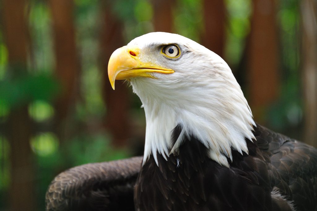 Banner Life Insurance review Bald Eagle Image